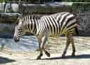動物図鑑・サバンナシマウマの写真 16